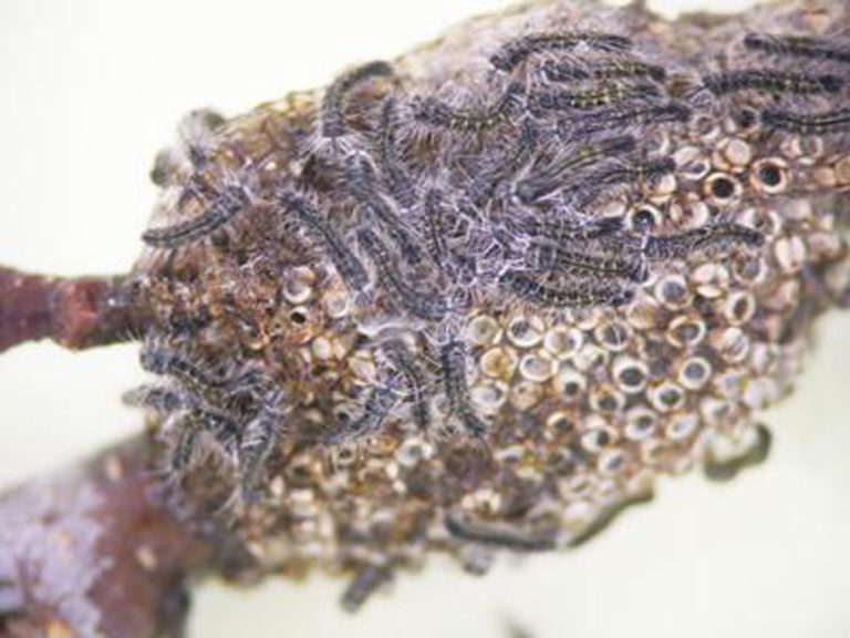 Eastern tent caterpillar
