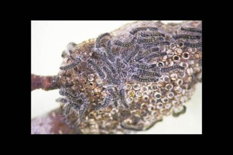 Eastern tent caterpillars
