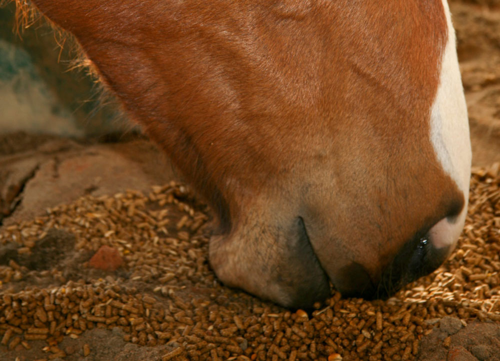 horse eating grain closeup nose