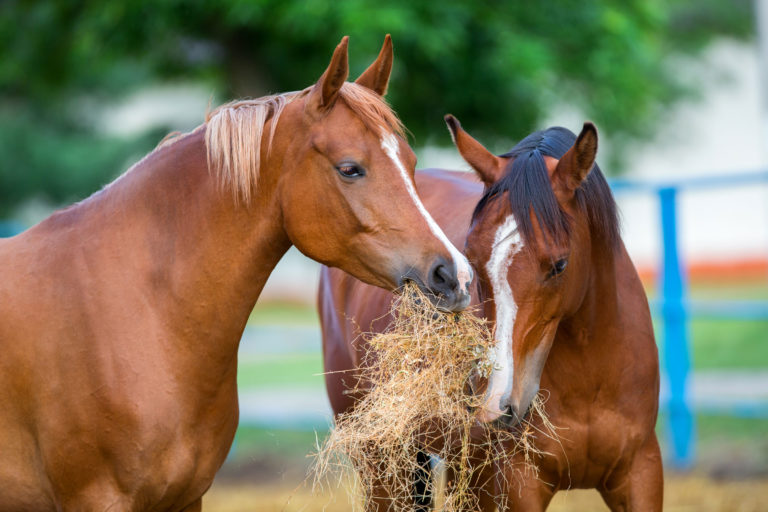 two horses eating hay