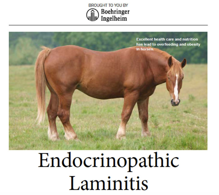 endocrinopathic laminitis capture