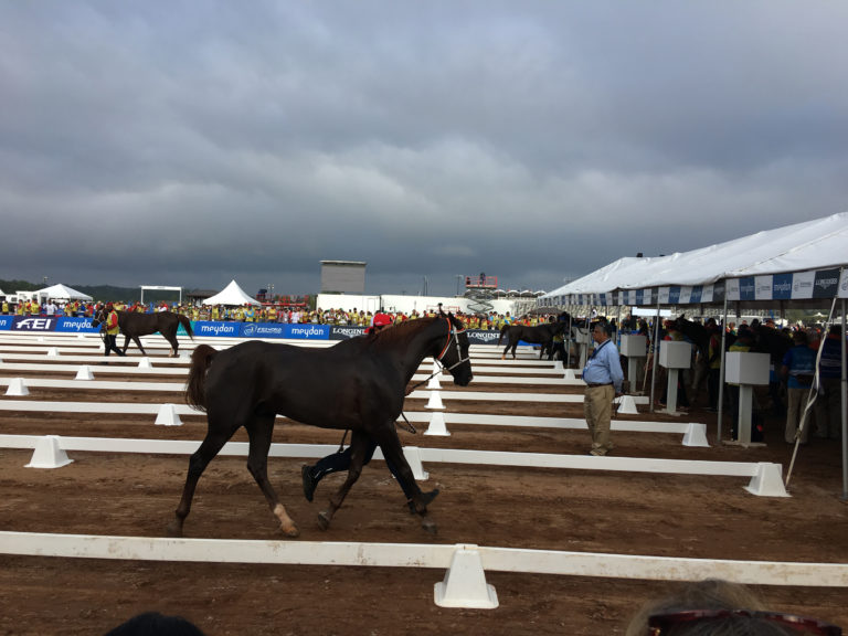 Endurance vet inspection WEG Tryon 2018