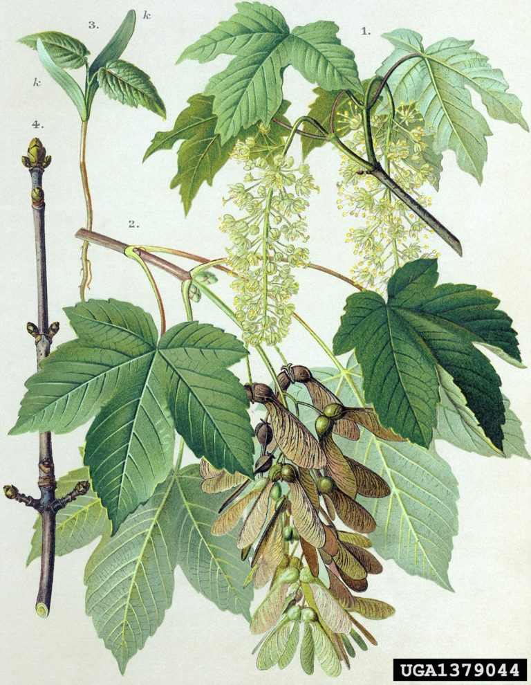 England Seeing "Surge" in Atyical Myopathy Cases from Sycamore Trees promo image