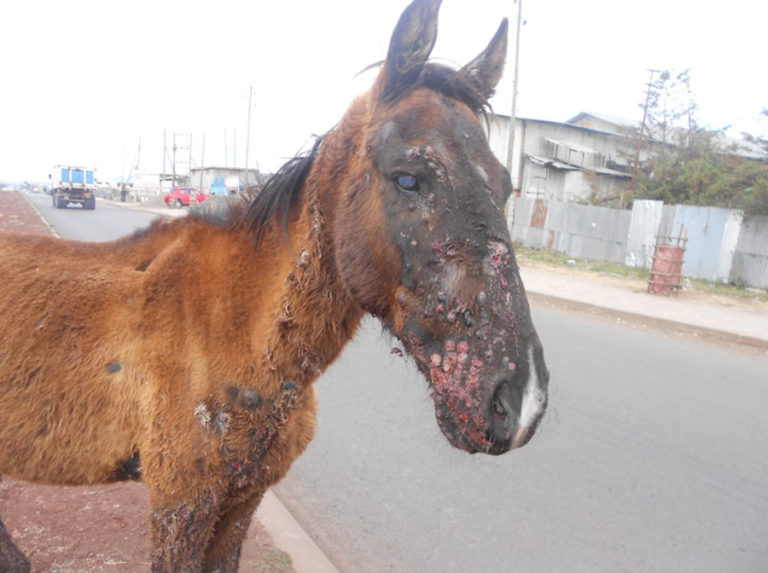 Epizootic Lymphangitis