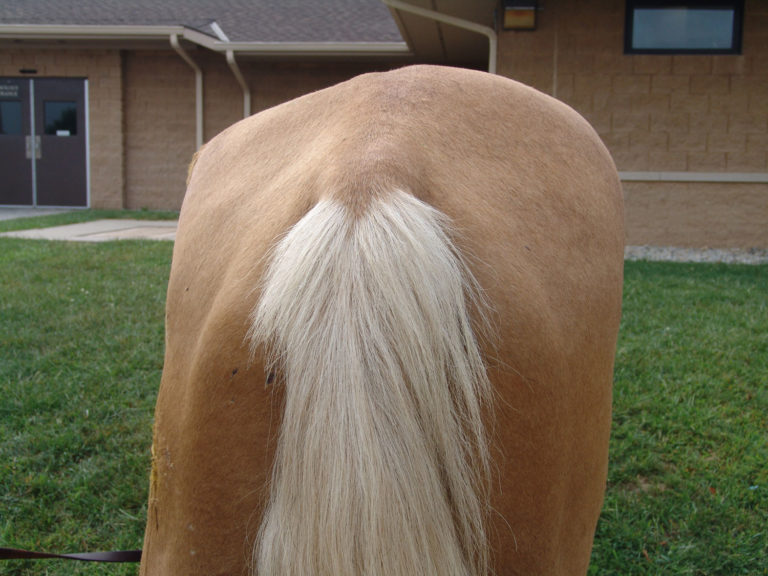 horse with EPM