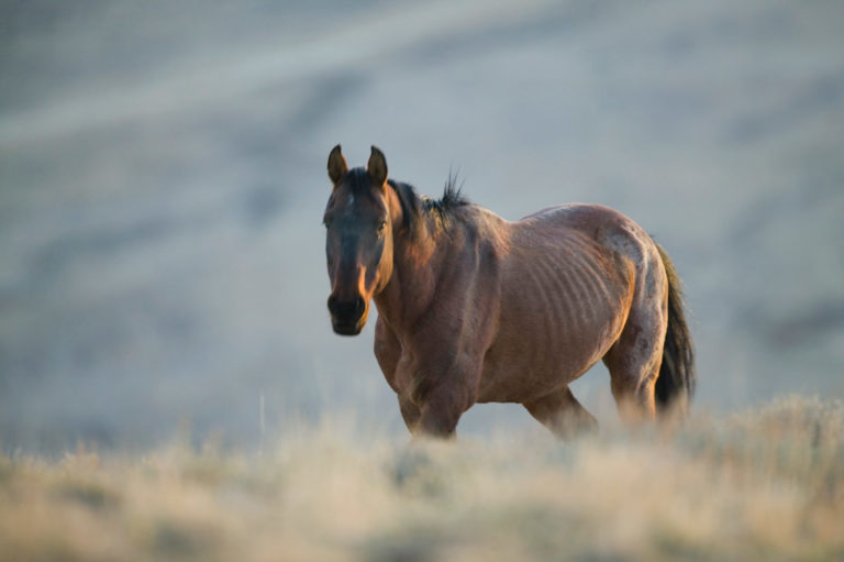 Equine Lymphosarcoma promo image
