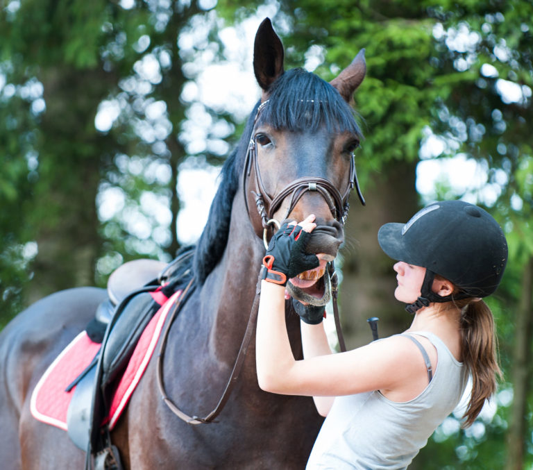 exam horse mouth girl horse English tack