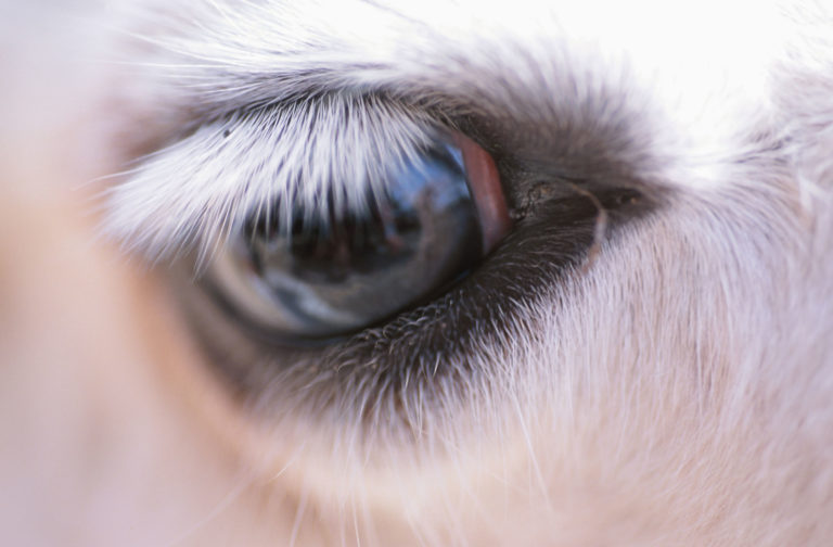 Horse eye closeup