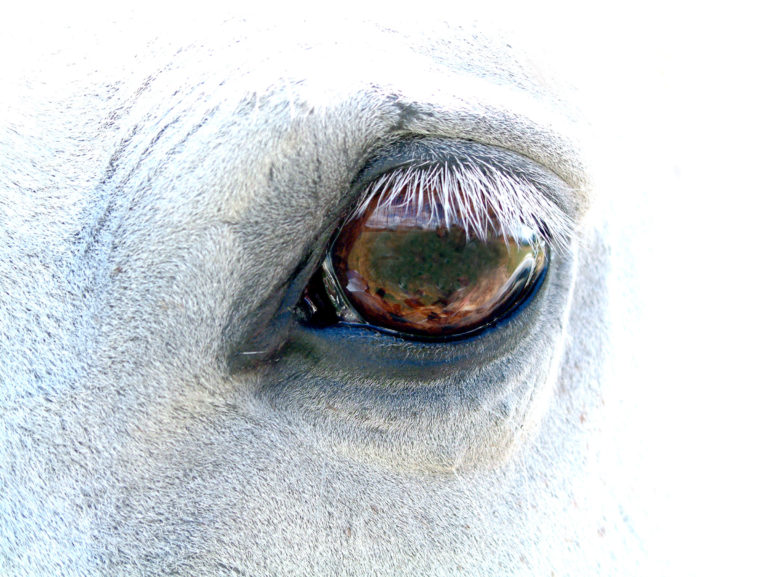 eye closeup