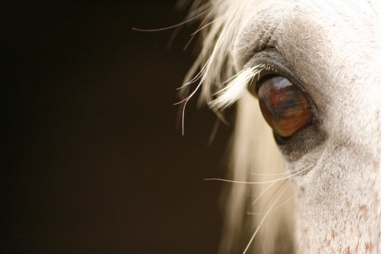 eye gray horse closeup