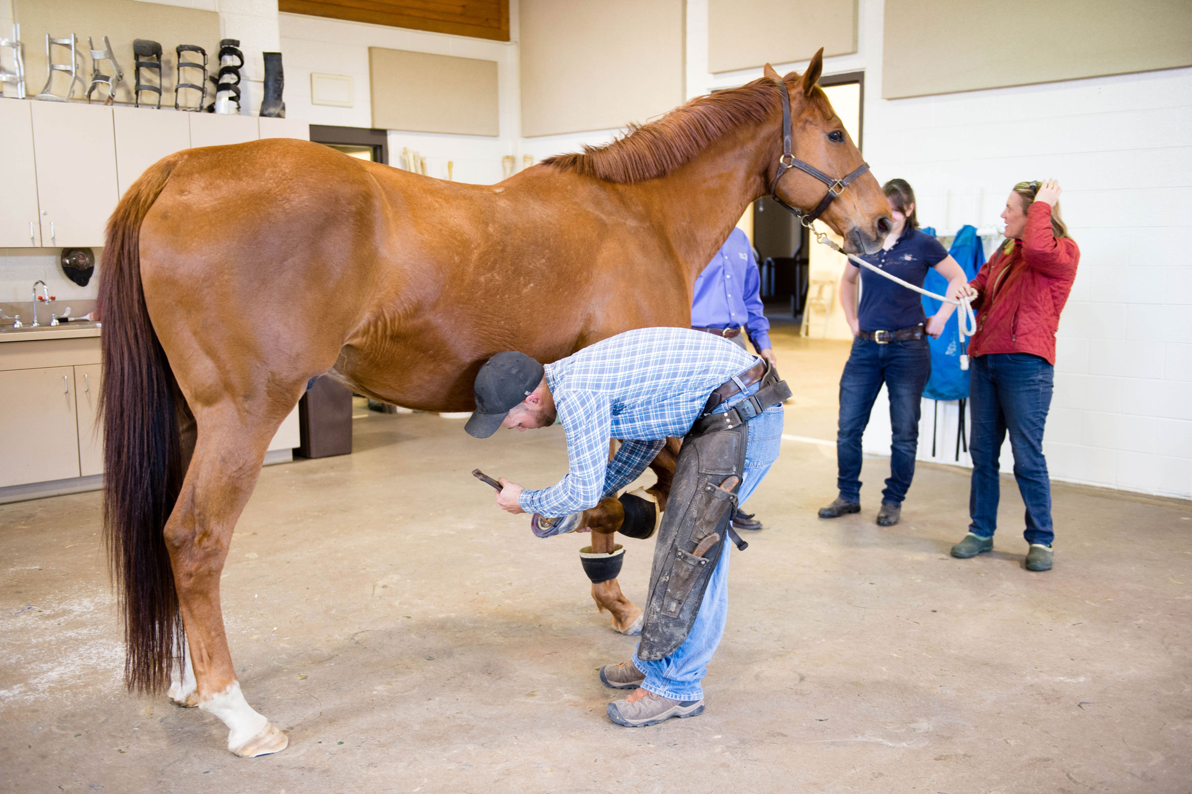 Keeping Up Treating Equine Laminitis with Stem Cells EquiManagement