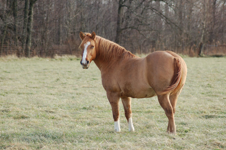 fat horse in field