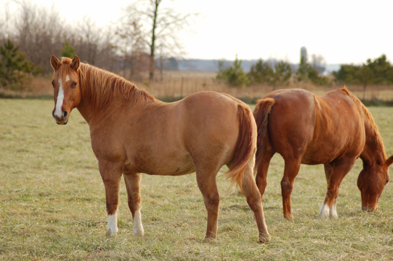 fat horses in field