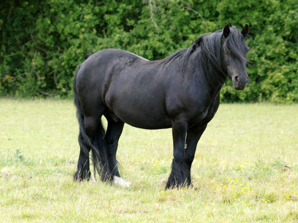 Pony with insulin dysregulation risk. Ponies like this one might be a candidate for ID testing.