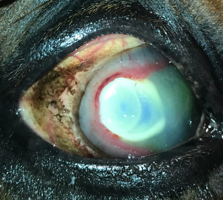 Figure 1 fungal keratitis