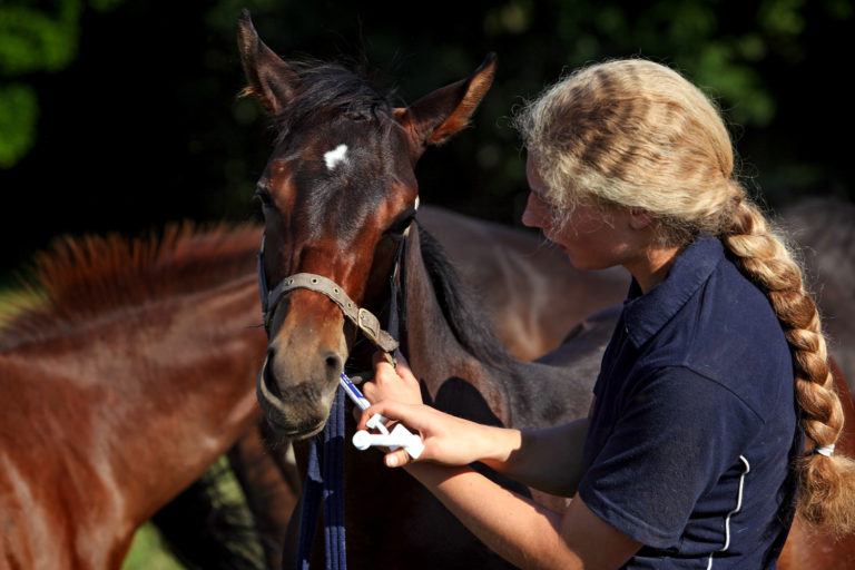 young veterinarian woman young horse