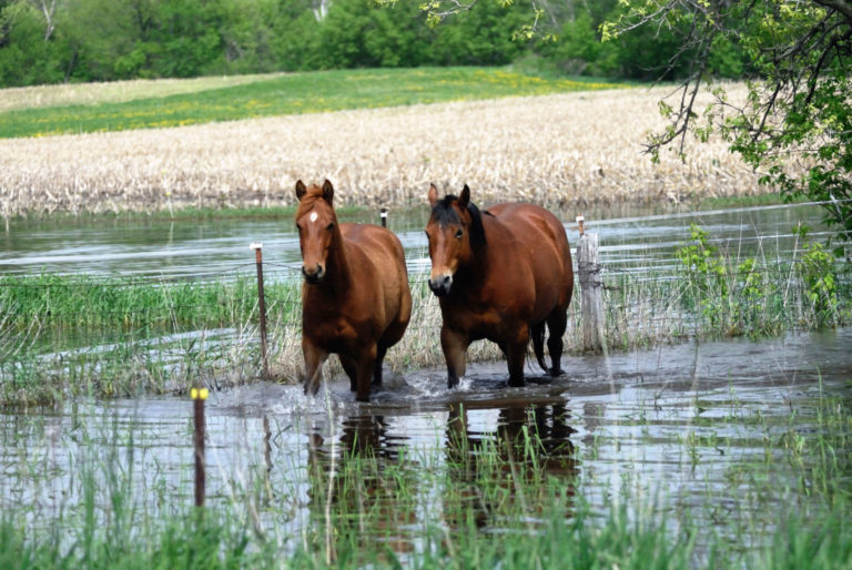flood horses