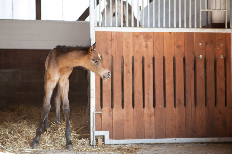 foal looking out stall door