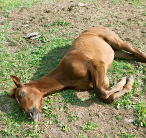 foal-lying-down-GettyImages-184292401-900-V