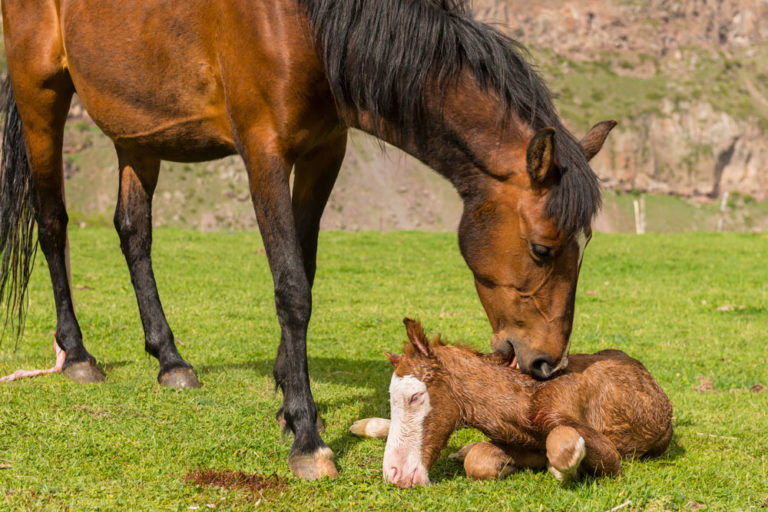 foal newborn mare licking field