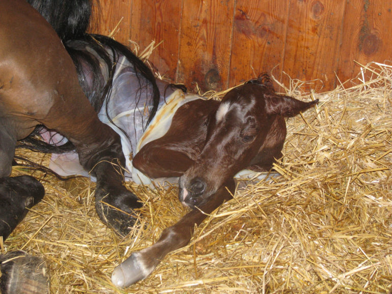 foal newborn