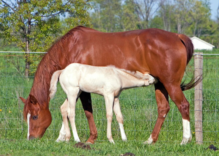 foal nursing mare field