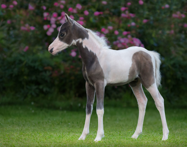 foal paint arab