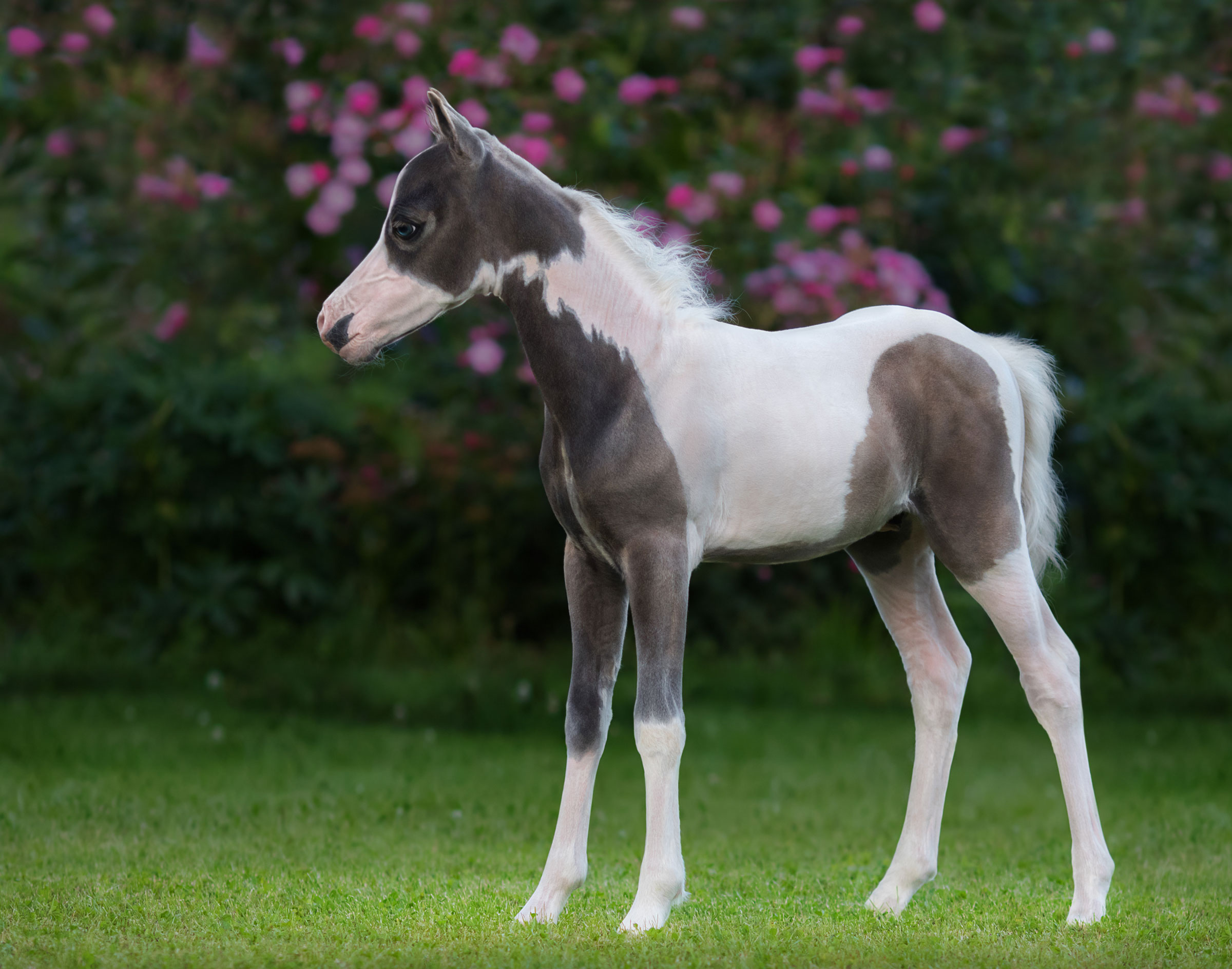 foal paint arab