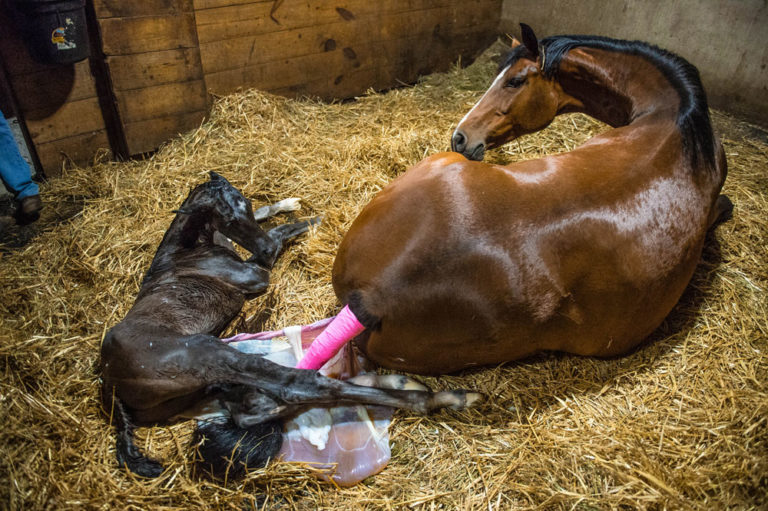 foaling mare and foal in stall