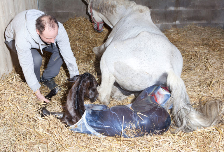 foaling gray mare stall