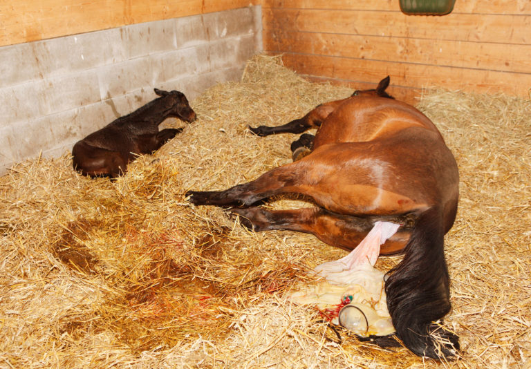 foaling mare in stall with newborn foal
