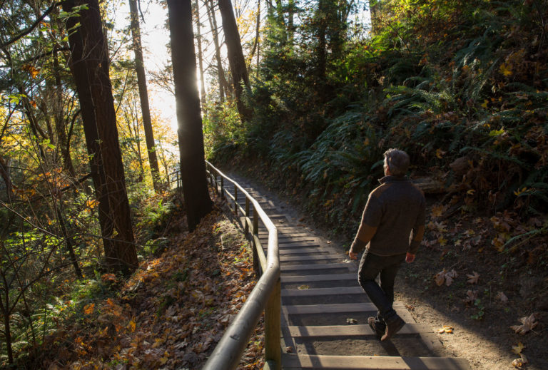 forest path walking