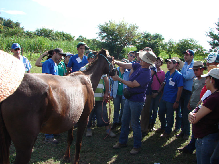 ‘Forward, March’ For Horse Welfare promo image