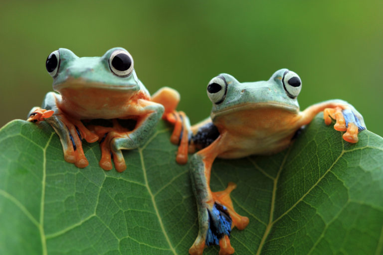 frogs