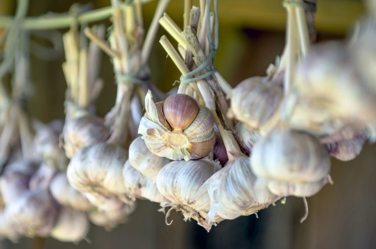 garlic hanging
