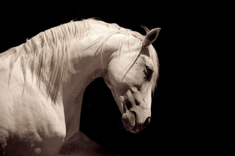 gray horse neck portrait