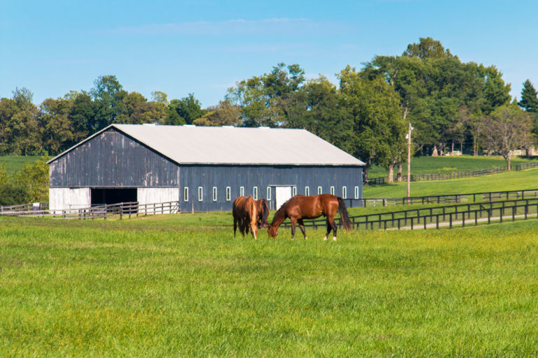 grazing horses barn background