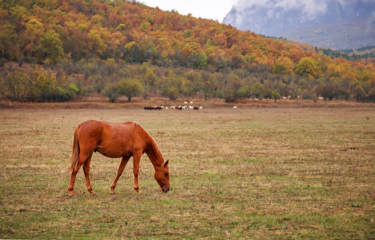 grazing horse fall autumn