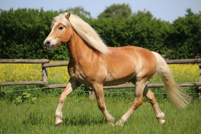 Haflinger horse in field