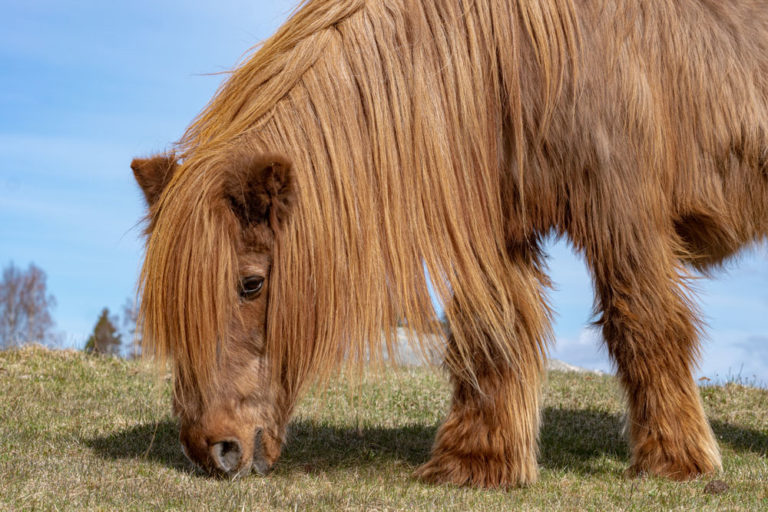 hairy old horse