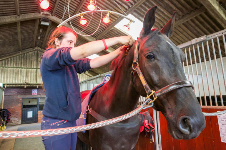 heat therapy horse