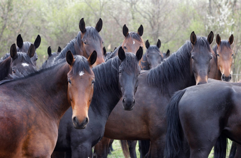 herd horses dark bay brown