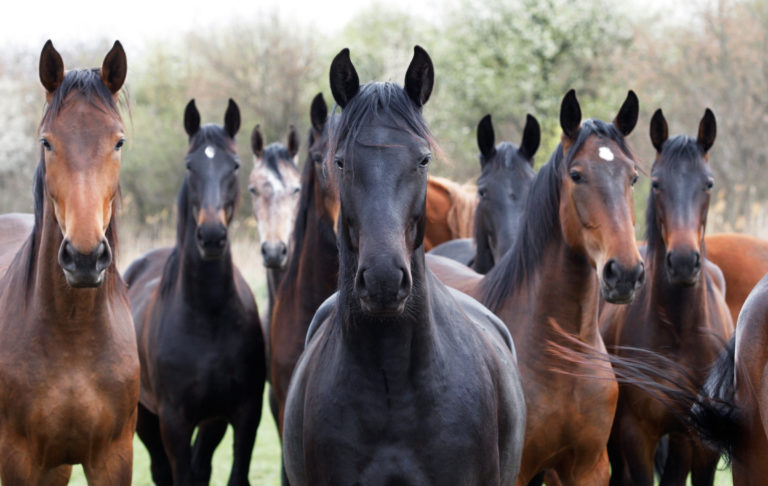 herd of horses looking at camera