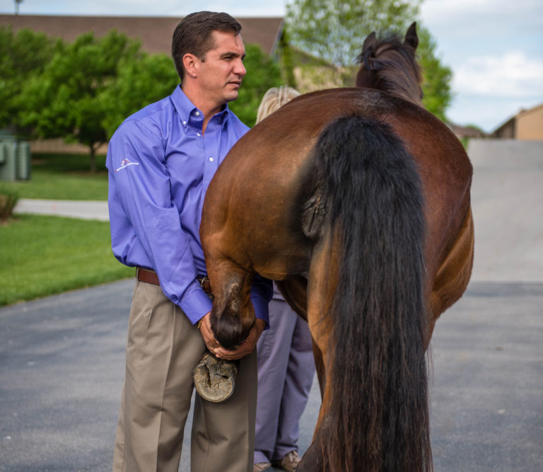 hind limb lameness exam