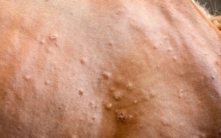 hives on horse skin
