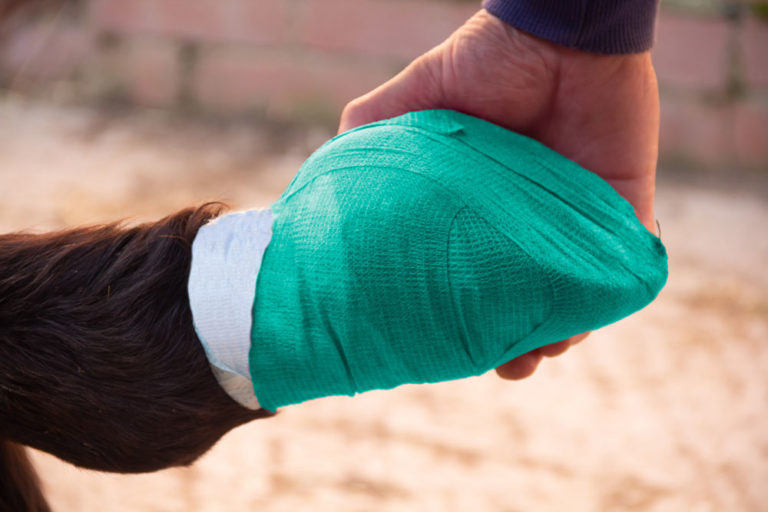 hoof bandaged held by hand