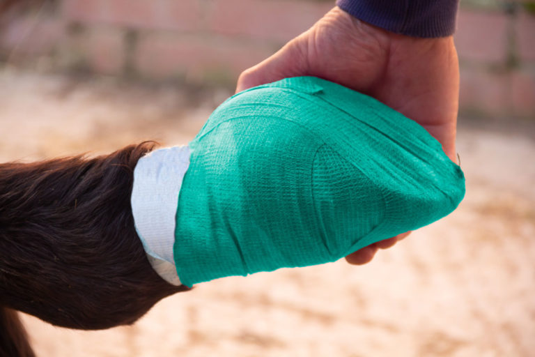 hoof bandaged