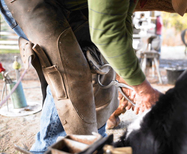 hoof-testers-closeup-600
