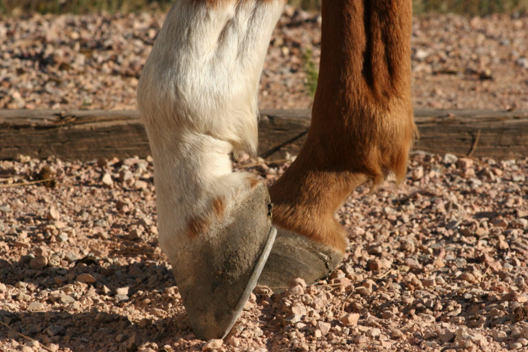 hooves closeup feet front
