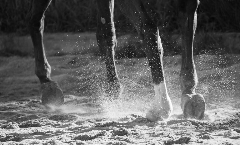 horse-3788601_1920